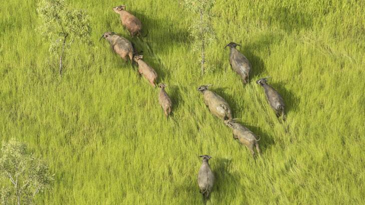 Feral buffalo in the Kakadu wetlands. Photo: Glenn Campbell