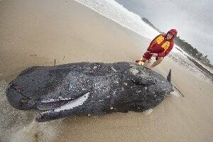 A YOUNG LIFE LOST: Forster SLSC lifeguard Simon Lee with the juvenile sperm whale that was beached at the northern end of Main Beach last week. Photo courtesy of Shane Chalker Photography.