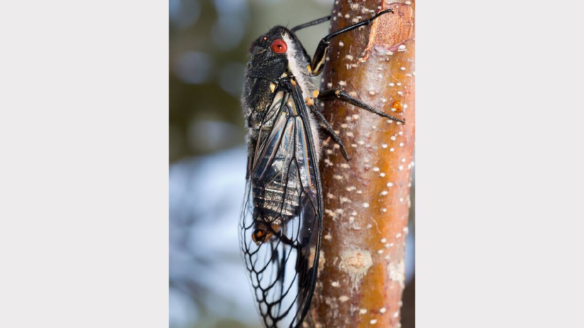 RED EYE CICADA  Picture: Trent Smith
