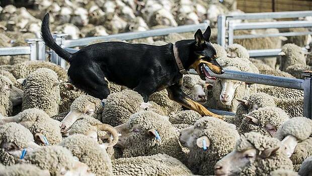 Baaaaad news: There will be no kelpies at the National Sheep Dog Trials this year. 
