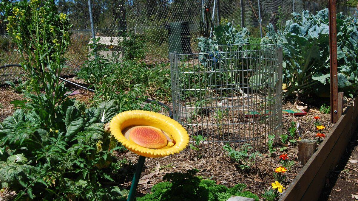 NICE OUTLOOK: The community garden at Tuncurry