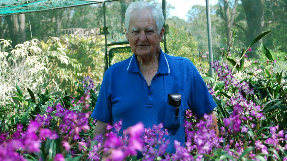 LOVE FOR ORCHIDS: 81-year-old Hallidays Point resident Syd Burton has been growing orchids since the 1960s. He has a collection of thousands in his greenhouse at home. 