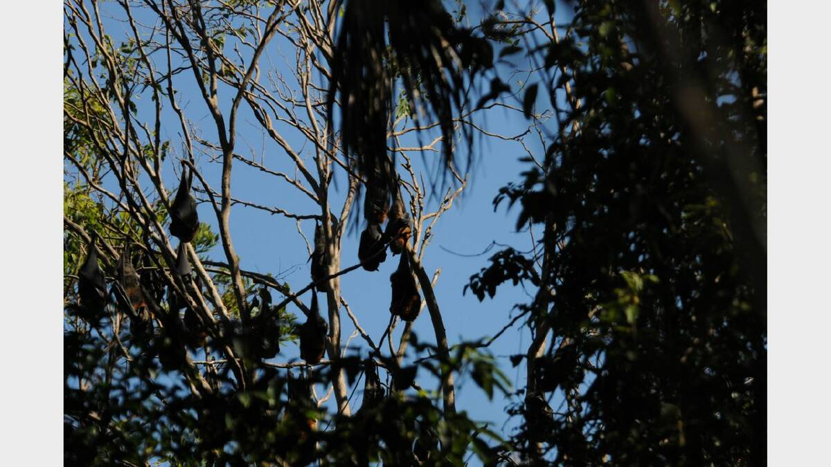 INCREASED NUMBERS: Residents fear that an unprecedented number of flying foxes will return to Karloo Street Reserve next mating season.
