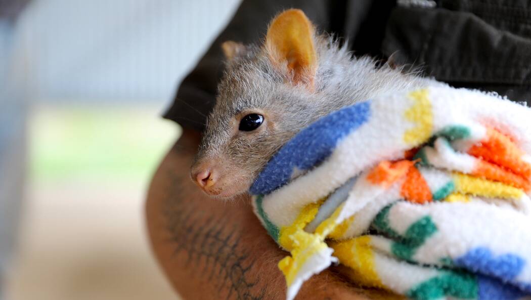 Hand-raised Bonnie the rufous bettong has been transitioned into Aussie Ark's Species Recovery Unit. Picture supplied.