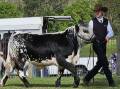Beef cattle judging at the Bulahdelah show was held on Saturday, November 18 at Bulahdelah Showground. Picture supplied.