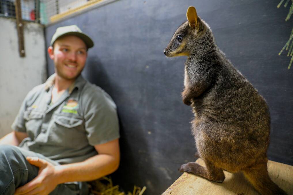 Aussie Ark ranger, Adam Mowbray will be looking after rock wallaby joey, Rocket as he transitions into Aussie Ark's wildlife sanctuary. Photo supplied.