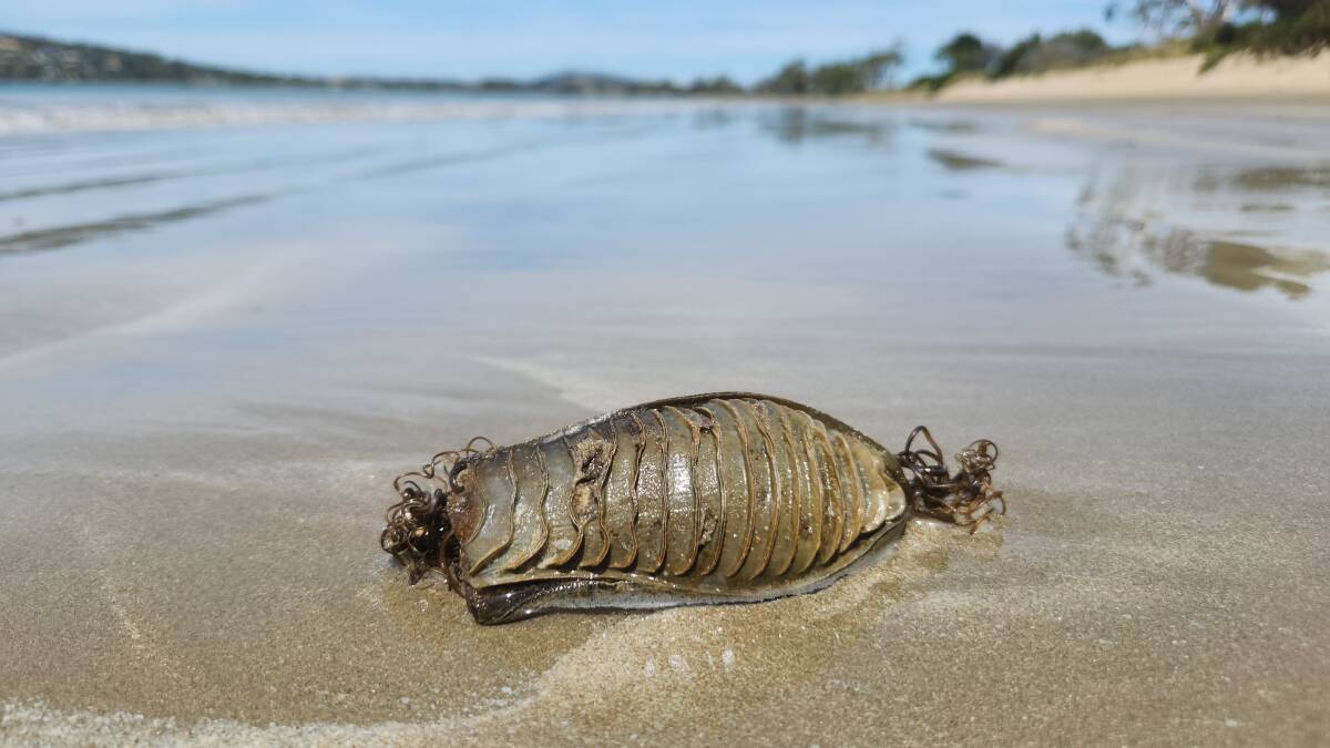 A Draughtboard Shark (Cephaloscyllium laticeps) egg case washed up on a beach near Hobart. Picture supplied