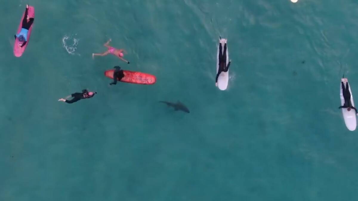 Drone footage of the shark and other surfers at Bondi. Picture from Drone Shark App. 