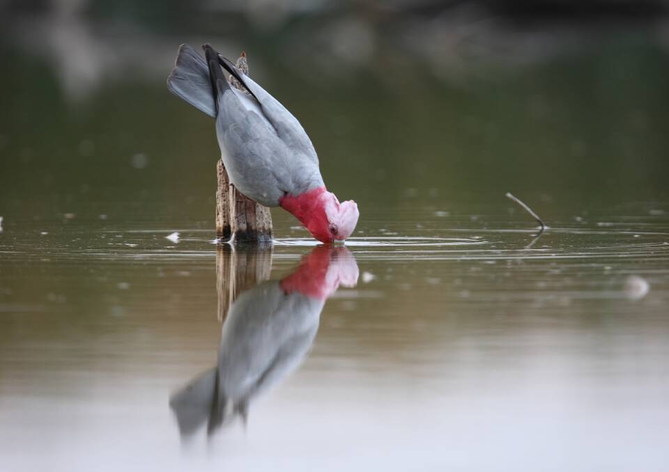 Drink up: A galah takes a moment to refresh itself. Photo by Georgina Steytler from wildandendangered.com.au.