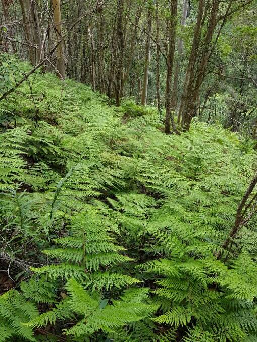 Ferns in the forest as you near Ellenborough Falls, one of our popular tourist attractions.
