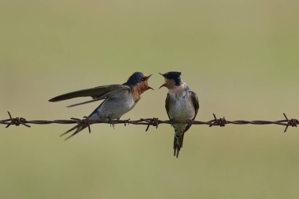 Chatty: Welcome Swallows sitting on a barbed wire fence. Photo by Georgina Steytler from wildandendangered.com.au.