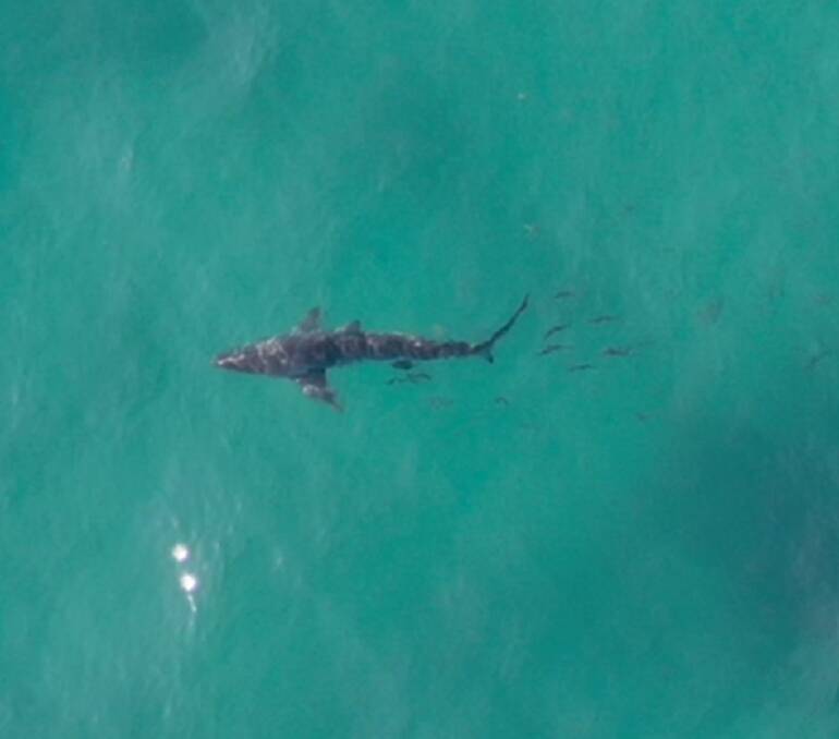 World-first trial to held drone pilots identify shark species