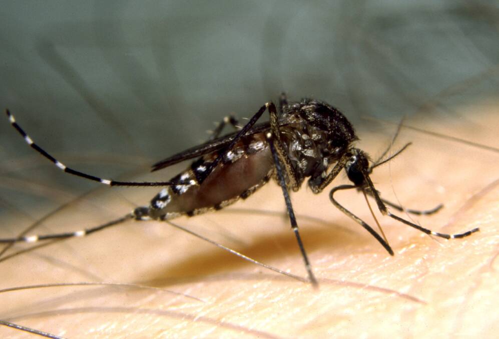 'Protect yourself': mosquito health warning issued for the Hunter