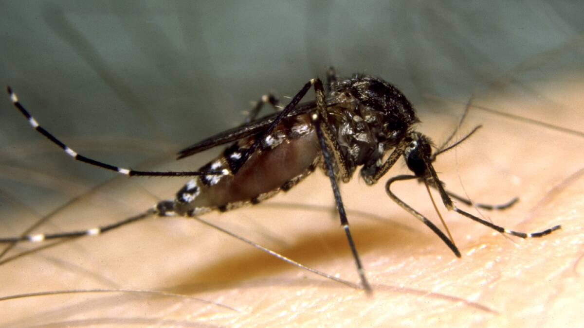 Part of Hunter named risk area for mosquito-borne disease