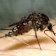 Part of Hunter named risk area for mosquito-borne disease