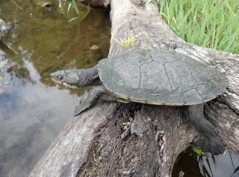 The Manning River Turtle, listed as endangered in 2017 (photo Phil Spark).