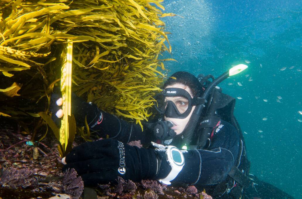 Associate Professor Adriana Vergés spends much of her research time with a scuba tank strapped on her back (photo J Turnbull).
