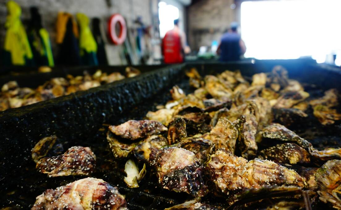Sydney rock oysters from Verdich and Sons' Wallis Lake leases. Photo by Melanie Wong