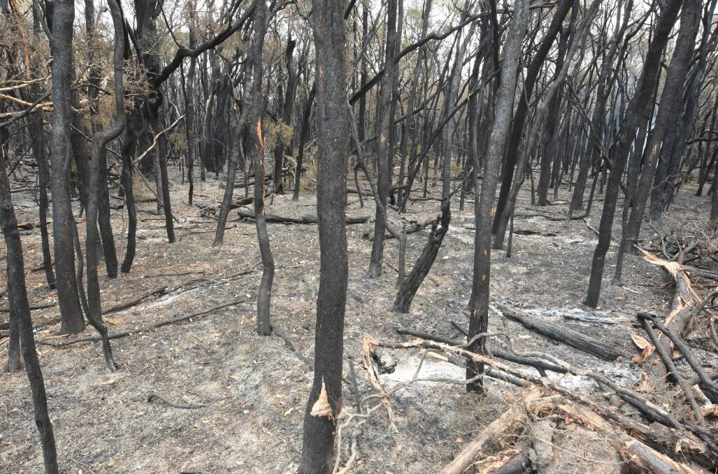 How MidCoast Council plans to deliver more than $2 million in Federal and State funding for bushfire recovery is detailed in the operation plan on public exhibition.