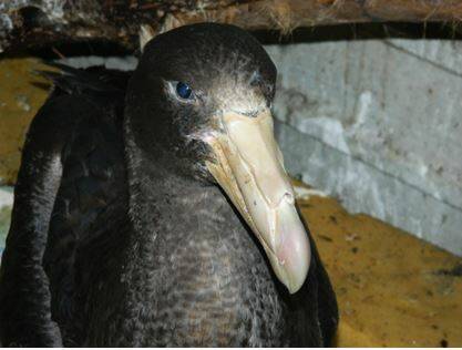 The Southern Giant Petrel, Dodo, recently successfully rehabilitated and released by FAWNA.