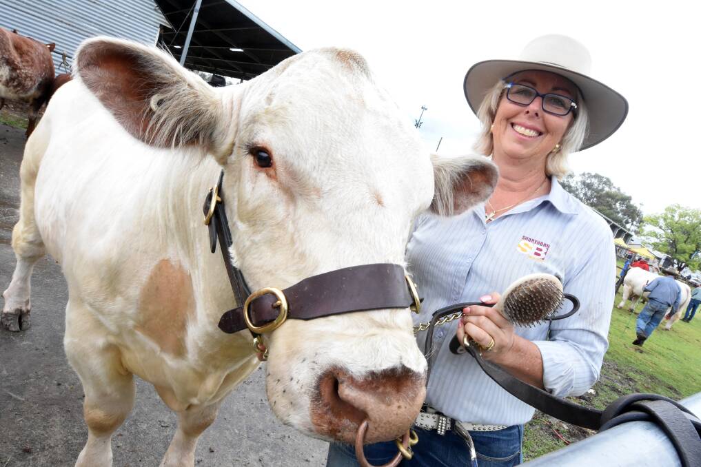 Christine George and her shorthorn bull, Reuben, at the 2018 Taree Show. Photo: Scott Calvin