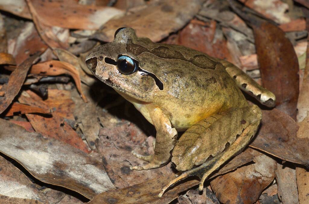 Fantastic Frogs: Mixophyes balbus. Photo - Jodi Rowley