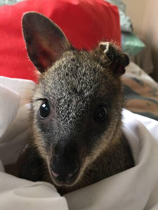 A swamp wallaby with singed ears being cared for by the FAWNA charity.