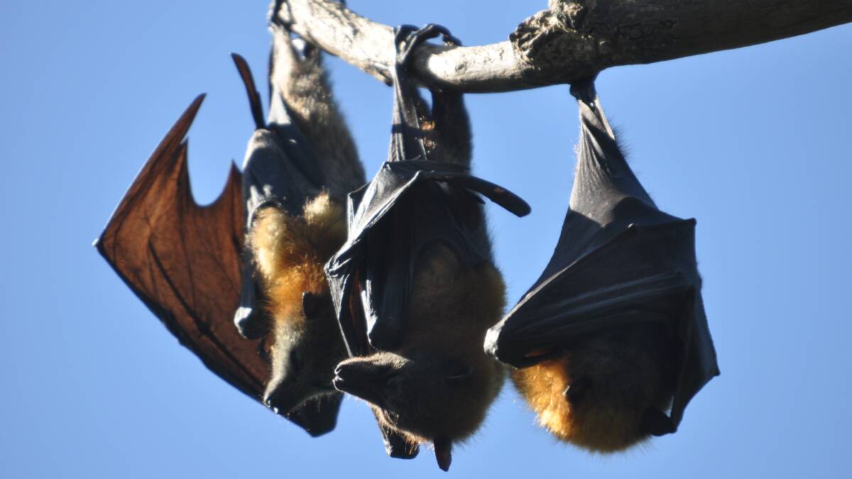 Hunter New England Local Health District is warning people to stay away from sick or injured bats and flying foxes.