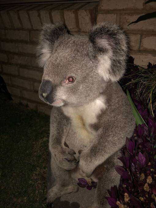 Heath spends koala-ty time with his new friend
