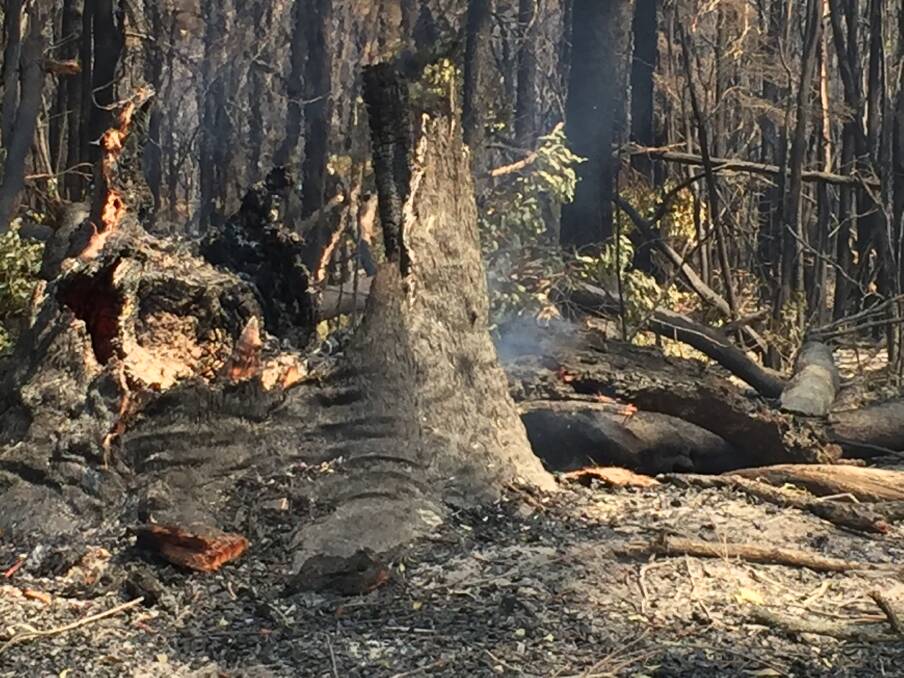 Bushland along Greys Road continues to smoulder and burn.