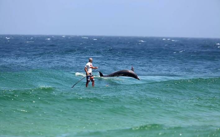 Dolphins love to photobomb | Photos