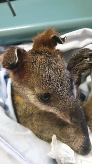 This little wallaby is being treated for burns to his feet and ears.