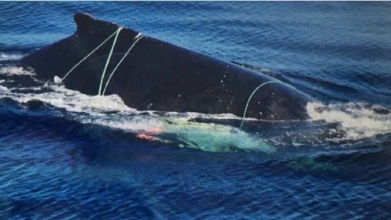 This July 2018 file picture from ORRCA is an example of what the whales might look like when spotted off the coast.