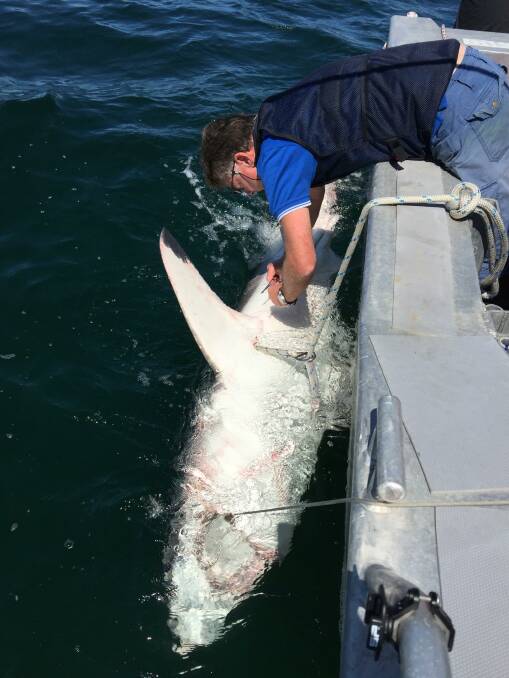 DPI tags a shark as part of the NSW Government’s $16 million Shark Management Strategy. 