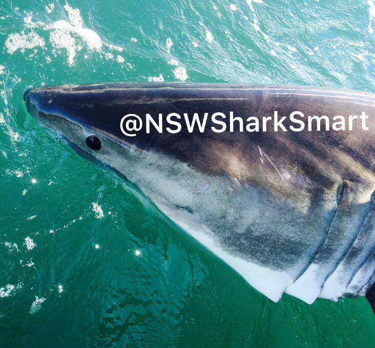 This 2.75m white shark was captured off Tuncurry Beach on June 6 by Department of Primary Industry shark scientists.