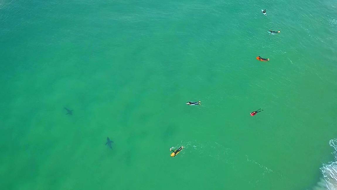 Mid Coast Aerial Photography captured two white sharks cruising near surfers at Nine Mile Beach, Tuncurry.