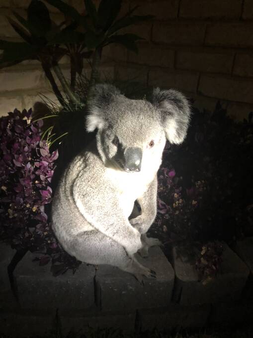 Heath spends koala-ty time with his new friend