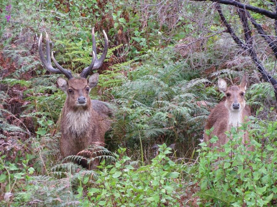 Photo of this doe and stag taken by Tony Clarke.