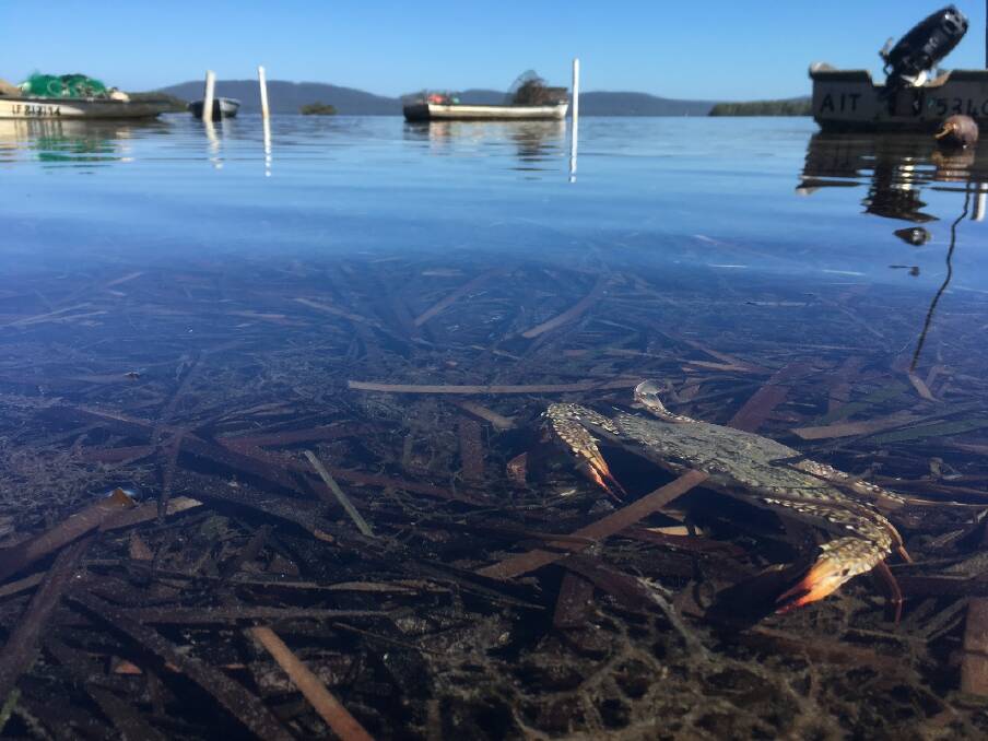New crab traps reduce undersize catch in Wallis Lake