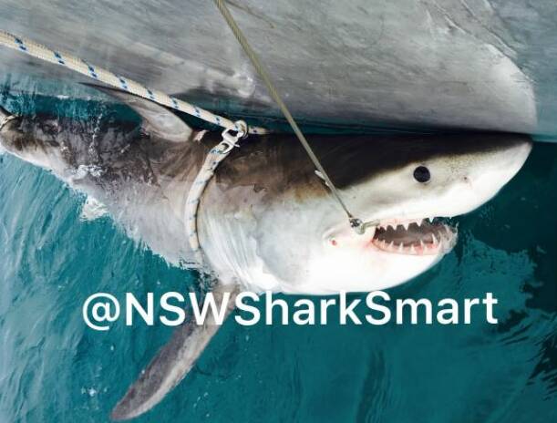 DPI shark scientists caught this 2.53m white shark off Bennets Head, Forster on June 7 using SMART drumlines.