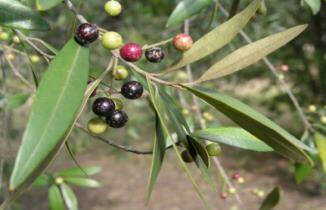 African olive is considered a huge threat to productivity and profitability for local primary producers.