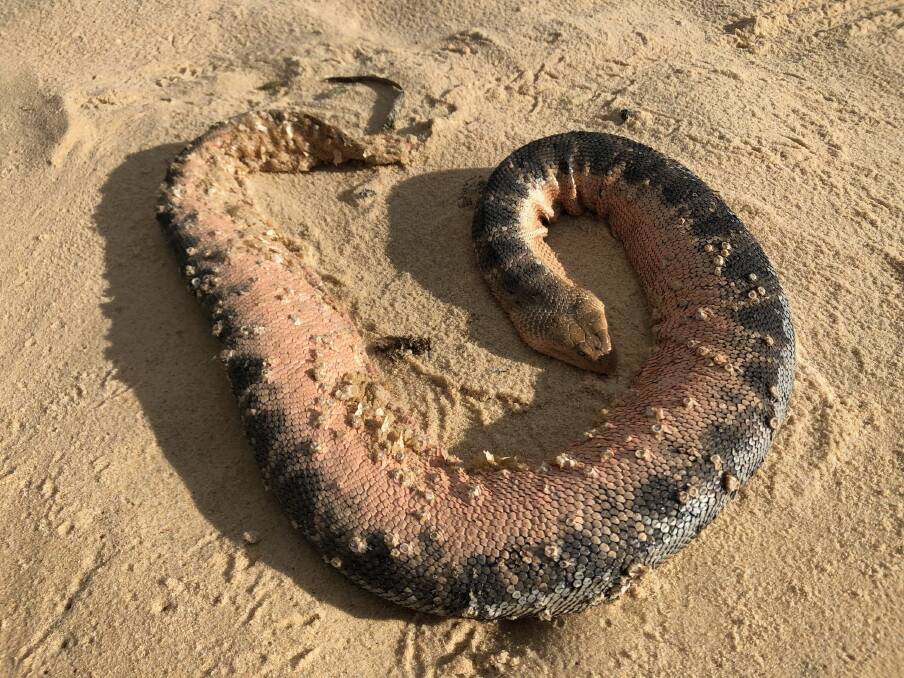 Snakes Might Be Lurking Under Massive Amounts of Sea-foam in Australia