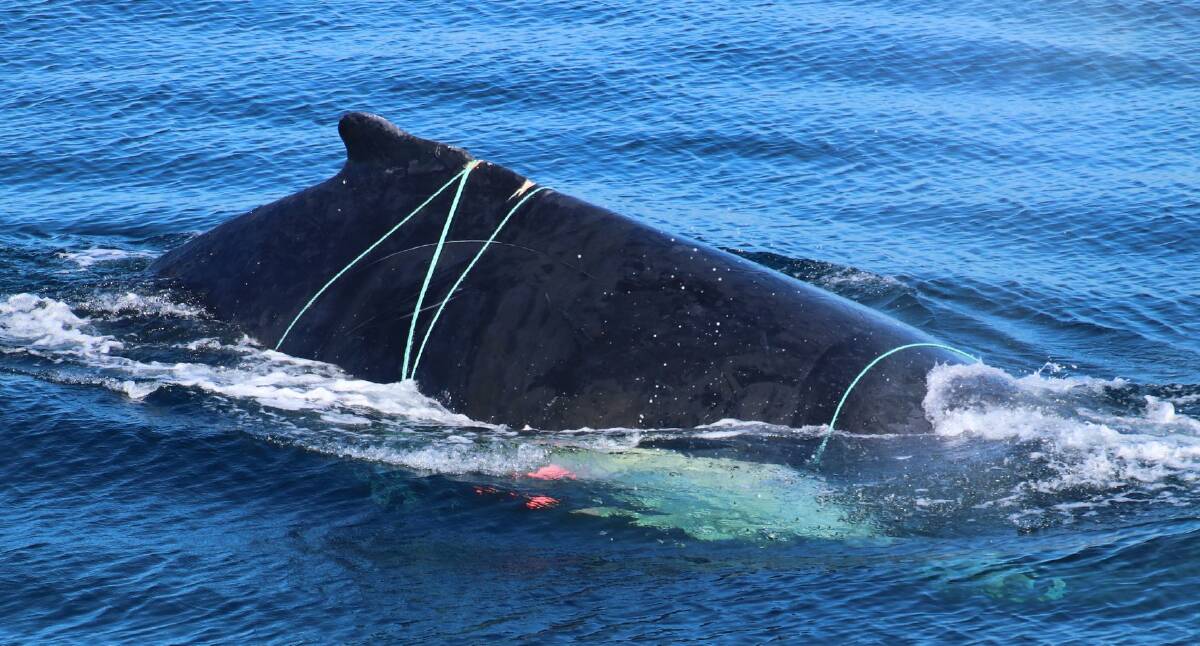 This humpback tangled in ropes and buoys was spotted just a couple of kilometres off the Forster-Tuncurry coastline yesterday, July 23 morning. Photo: Amaroo Cruises, Forster.
