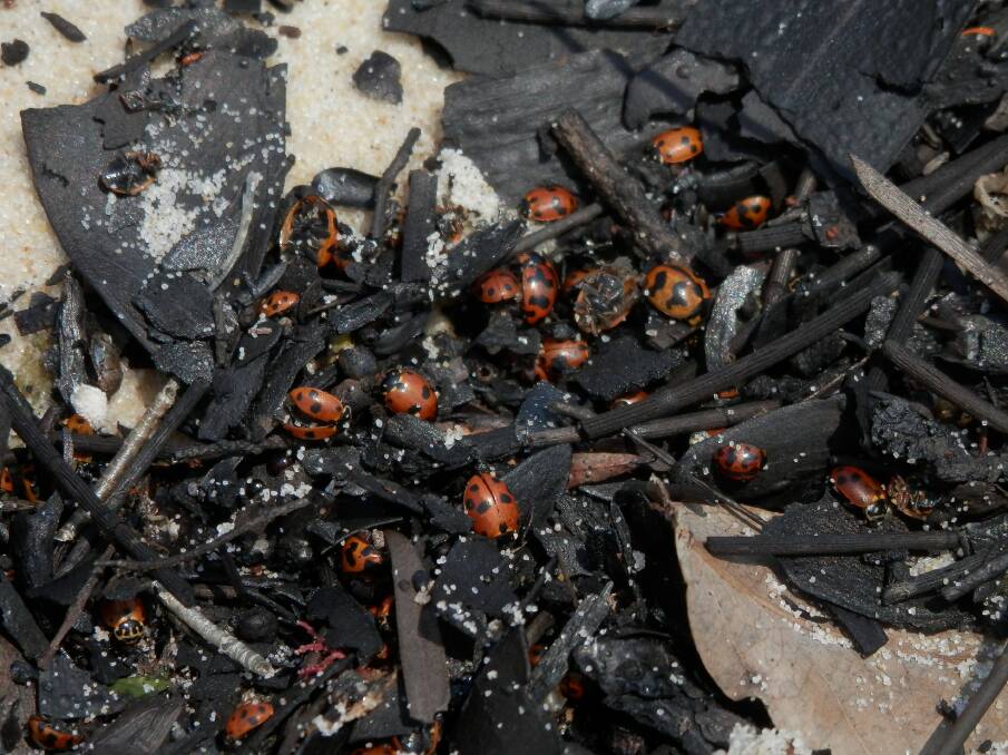Amongst the debris are immense numbers of lady beetles. 