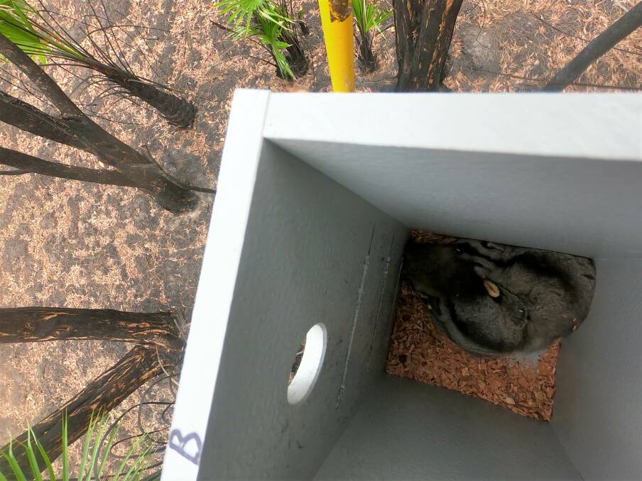 A welcome sight a squirrel glider family inside a replaced nesting box after devastating bushfires in Forsters core habitat.
