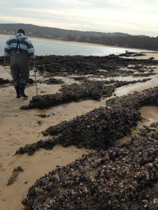An oyster reef at Merimbula oyster reef. Photo NSW DPI.
