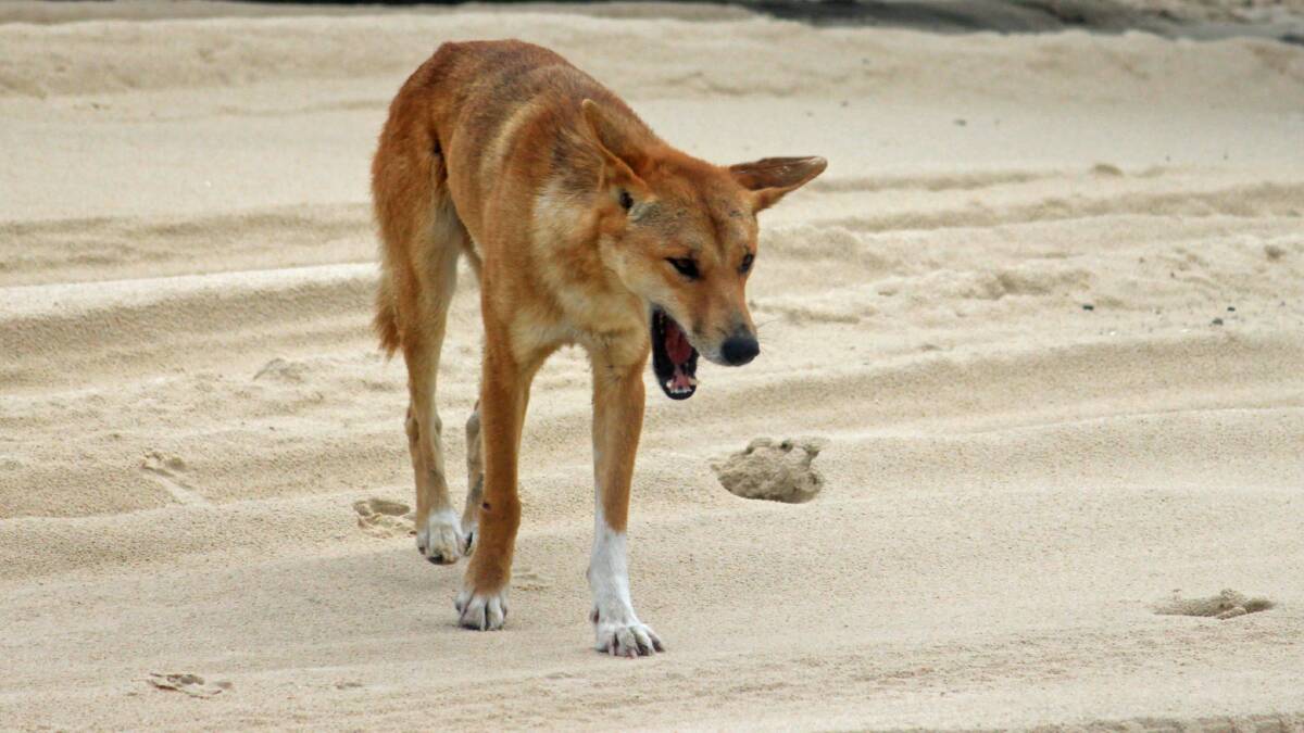 Residents warned to stay clear of dingoes