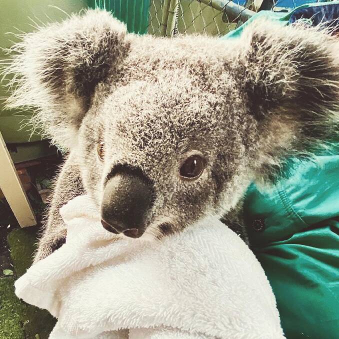 Haze, who was rescued in the aftermath of the bushfires and is being cared for at Koalas in Care, is featured in the third video.
