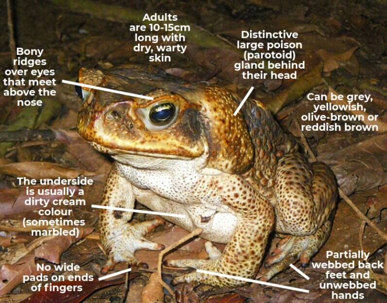 Cane toad sighting and capture in Forster