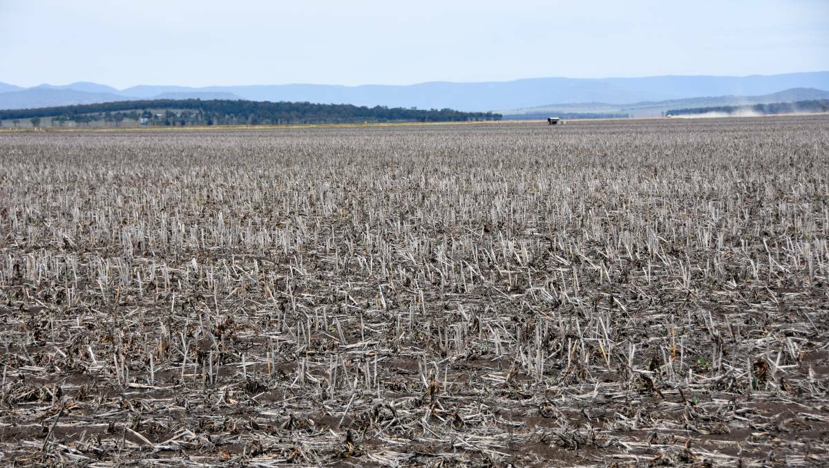 A failed sorghum crop in the Quirindi region. Photo The Land Newspaper